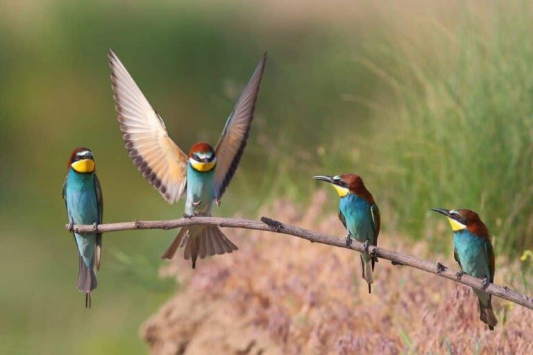 Varias personas observan en sus pantallas una videoconferencia sobre aves durante las Jornadas Ornitológicas SEO/BirdLife 2025, que presentan el informe El Estado de las Aves de España 2024