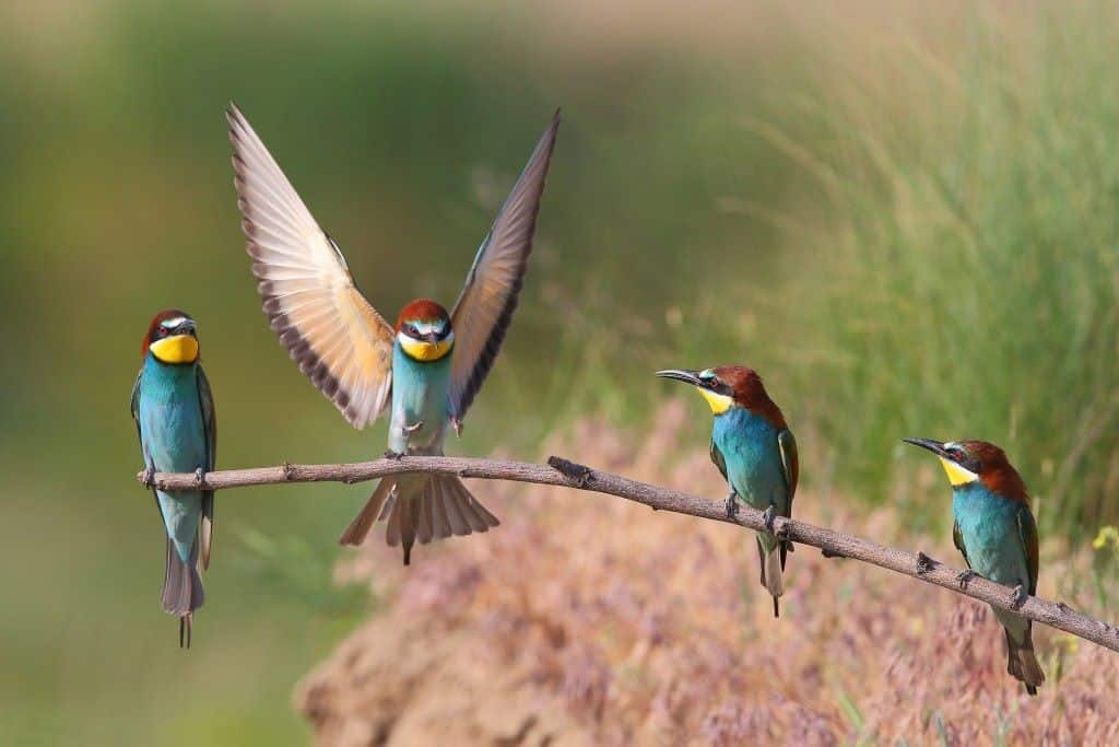 Varias personas observan en sus pantallas una videoconferencia sobre aves durante las Jornadas Ornitológicas SEO/BirdLife 2025, que presentan el informe El Estado de las Aves de España 2024