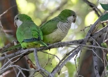 Periquitos monje en interacción social