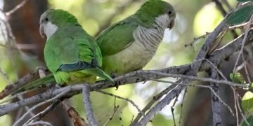 Periquitos monje en interacción social