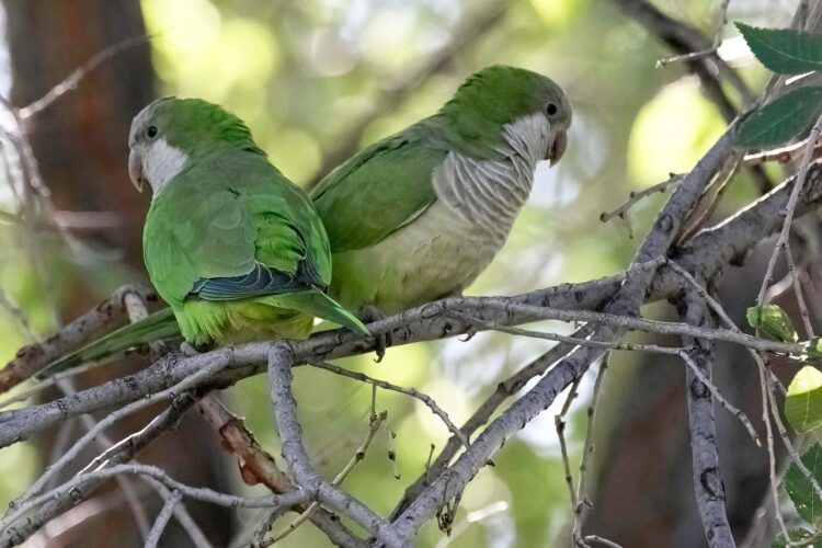 Periquitos monje en interacción social