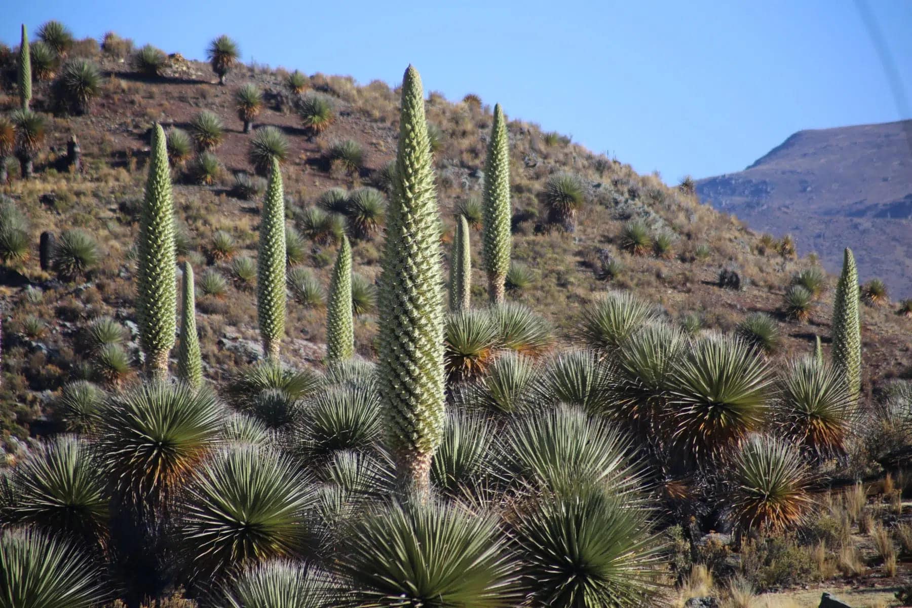 La puya raimondii desafía al tiempo: así lucha Bolivia por salvar a la ‘reina de los Andes’ de la extinción