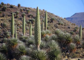 La puya raimondii desafía al tiempo: así lucha Bolivia por salvar a la ‘reina de los Andes’ de la extinción 2 La puya raimondii desafía al tiempo: así lucha Bolivia por salvar a la ‘reina de los Andes’ de la extinción
