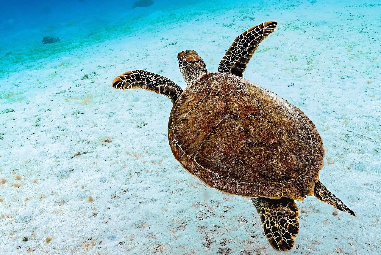 Tortuga boba nadando en mar abierto