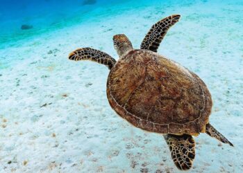 Tortuga boba nadando en mar abierto