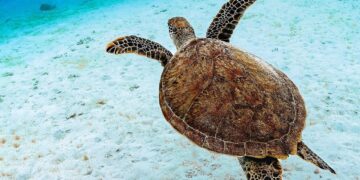 Tortuga boba nadando en mar abierto