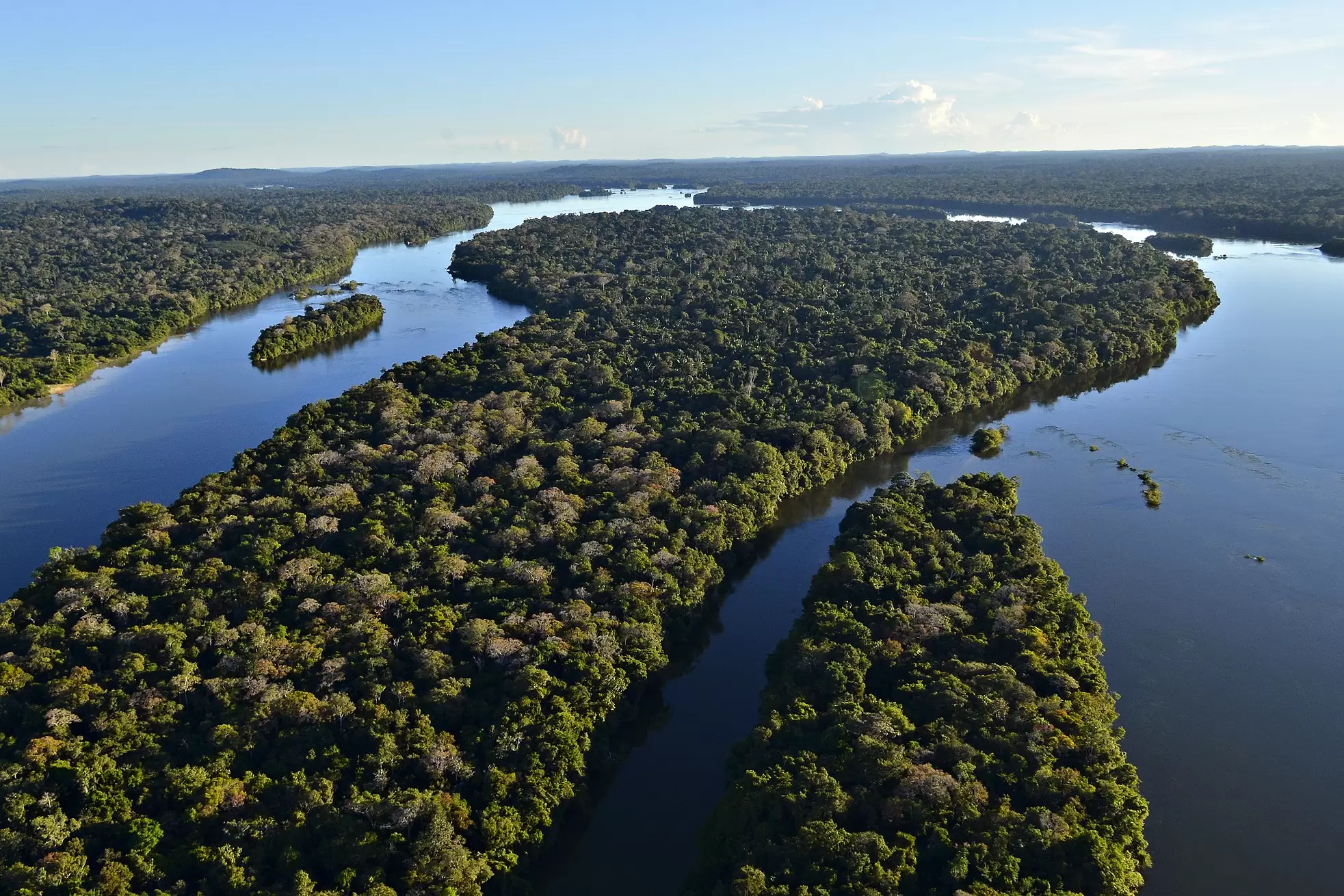 Imagen de WWF de la selva Amázonica y un afluente del Amazonas