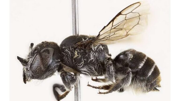 Aparece en Australia una “abeja demonio” con cuernos en la cabeza en plena zona minera