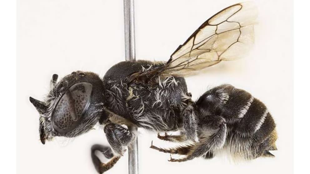 Aparece en Australia una “abeja demonio” con cuernos en la cabeza en plena zona minera