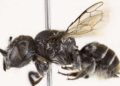Aparece en Australia una “abeja demonio” con cuernos en la cabeza en plena zona minera