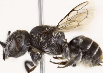 Aparece en Australia una “abeja demonio” con cuernos en la cabeza en plena zona minera