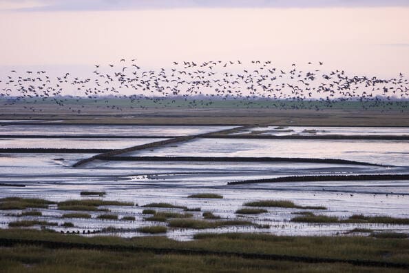 Paisaje protegido del Mar de Wadden afectado por proyectos de gas