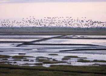 Paisaje protegido del Mar de Wadden afectado por proyectos de gas