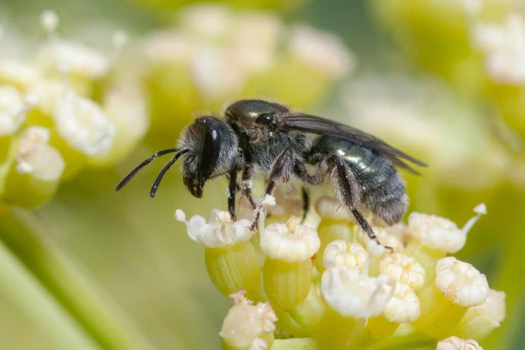 Abeja canaria: ocho especies endémicas en situación especialmente preocupante