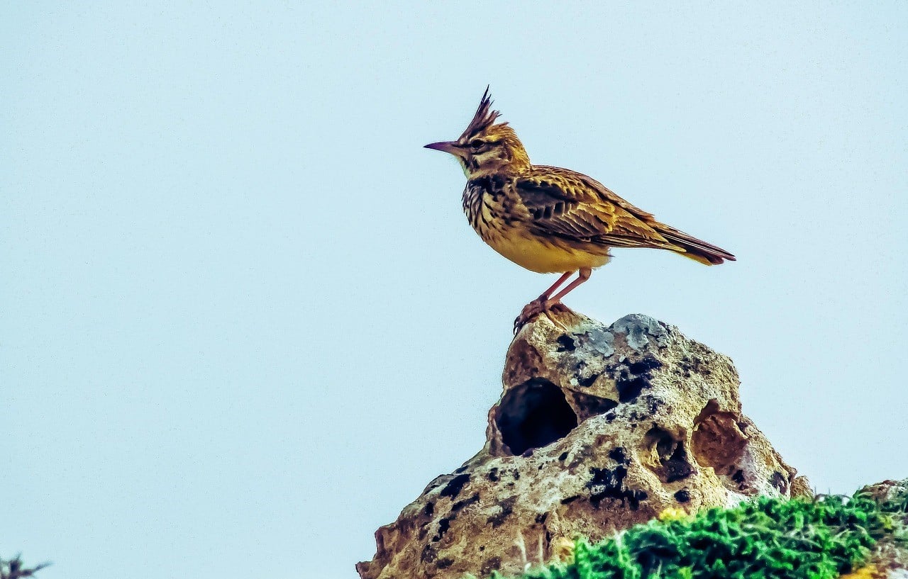 La alondra ricotí podría extinguirse en 20 años si no se aplican planes de recuperación, advierte SEO/BirdLife