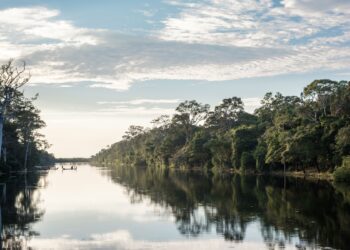 La COP30 destapa el dato más brutal de la Amazonía: ganadería y soya están arrasando millones de hectáreas sin control 4 La COP30 destapa el dato más brutal de la Amazonía: ganadería y soya están arrasando millones de hectáreas sin control