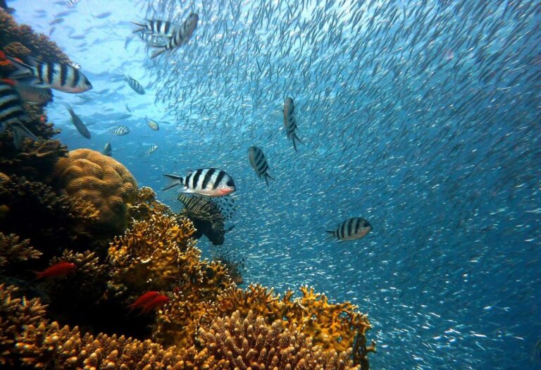 cardumen de peces en área de biodiversidad marina protegida