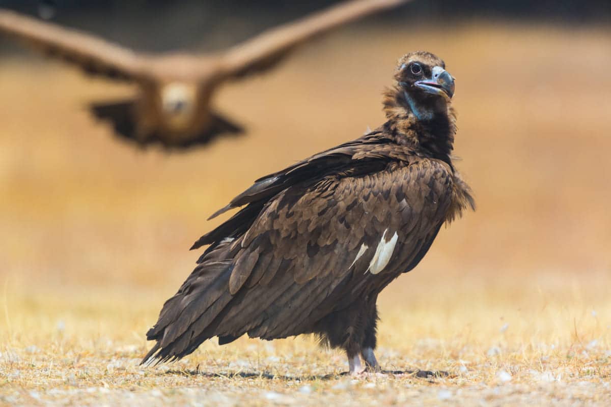 El buitre negro 8CC, símbolo de esperanza en el Parque Nacional de la Sierra de Guadarrama