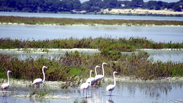 Doñana aprueba su Plan 2026 con 17 millones para rescatar la marisma y frenar el deterioro ambiental
