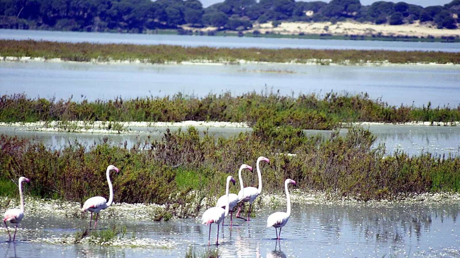 Doñana aprueba su Plan 2026 con 17 millones para rescatar la marisma y frenar el deterioro ambiental