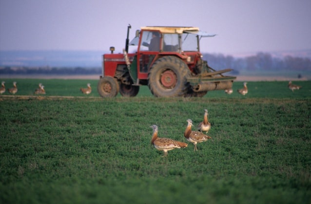 SEO/BirdLife muestra en BioCultura Madrid 2025 que es posible unir biodiversidad y rentabilidad con sus proyectos “Campos Vivos”