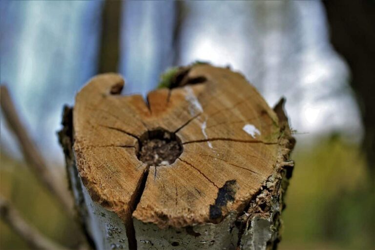 deforestación mundial bosques: árbol cortado
