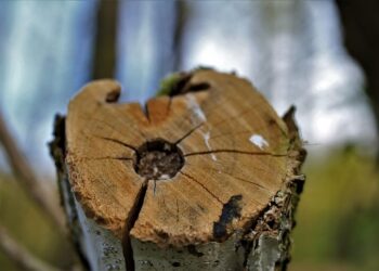 deforestación mundial bosques: árbol cortado