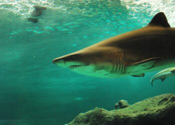 Un estudio acusa a España, China y Taiwán de exportar ilegalmente aletas de tiburón pese a la prohibición internacional 7 Un estudio acusa a España, China y Taiwán de exportar ilegalmente aletas de tiburón pese a la prohibición internacional