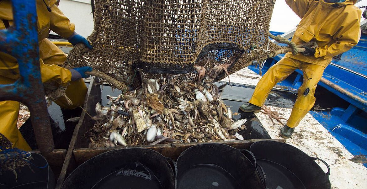 España presenta nueva ley de pesca: ecologistas piden reforzar transparencia y combatir la pesca ilegal