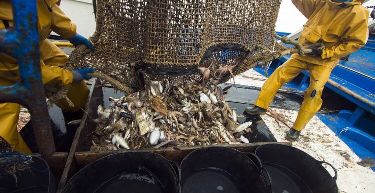 España presenta nueva ley de pesca: ecologistas piden reforzar transparencia y combatir la pesca ilegal