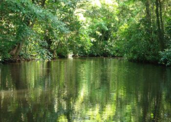 El nuevo fondo para proteger los bosques tropicales alcanza 5500 millones de dólares en la COP30 2 El nuevo fondo para proteger los bosques tropicales alcanza 5500 millones de dólares en la COP30
