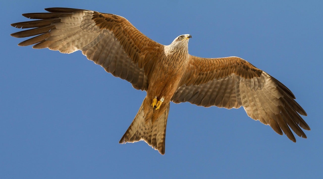 GREFA libera más ‘milanos reales’ y ya van 186 desde 2021