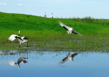 Gripe aviar en Las Tablas de Daimiel: director asegura que la situación está bajo control