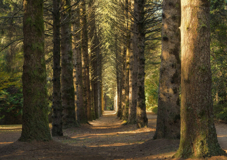 La ONU advierte: el cambio climático pone en riesgo décadas de progreso en la protección de los bosques