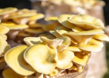 Florida en alerta: el hongo ostra dorado invade los bosques y desplazando a los hongos nativos, reduciendo la biodiversidad