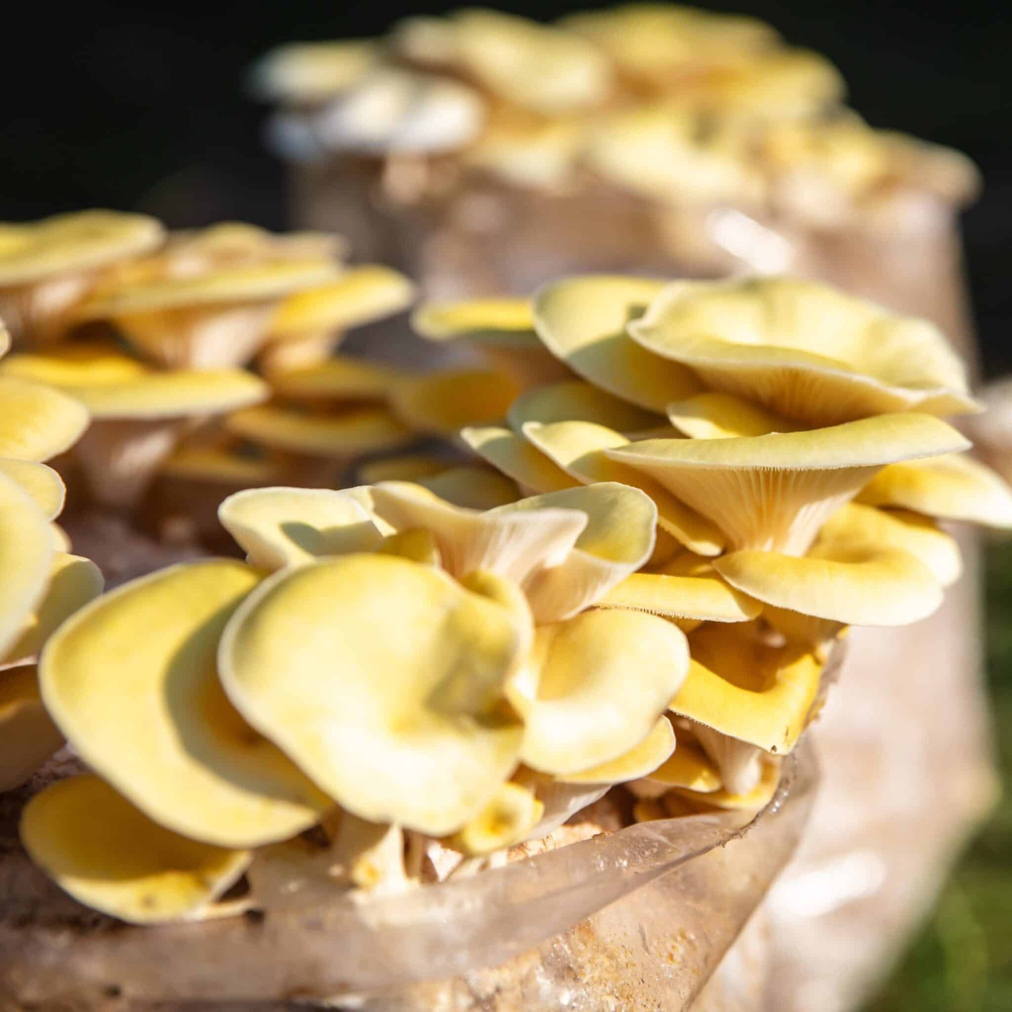 Florida en alerta: el hongo ostra dorado invade los bosques y desplazando a los hongos nativos, reduciendo la biodiversidad