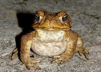 El sapo concho desafía la extinción: así alcanza fama mundial gracias a Bad Bunny mientras Puerto Rico lucha por salvarlo 2 El sapo concho desafía la extinción: así alcanza fama mundial gracias a Bad Bunny mientras Puerto Rico lucha por salvarlo