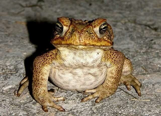 El sapo concho desafía la extinción: así alcanza fama mundial gracias a Bad Bunny mientras Puerto Rico lucha por salvarlo 1 El sapo concho desafía la extinción: así alcanza fama mundial gracias a Bad Bunny mientras Puerto Rico lucha por salvarlo