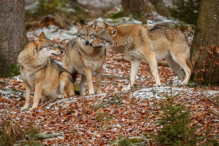 Pacma declara la guerra judicial a Cantabria por las matanzas de lobo ibérico