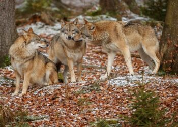 Pacma declara la guerra judicial a Cantabria por las matanzas de lobo ibérico