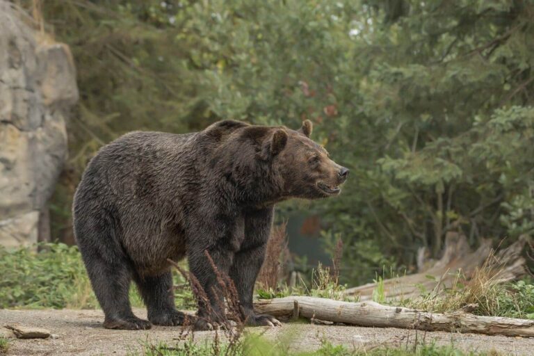 La Junta de Castilla y León mira hacia otro lado: denuncian la destrucción del hábitat del oso pardo en la Montaña Palentina