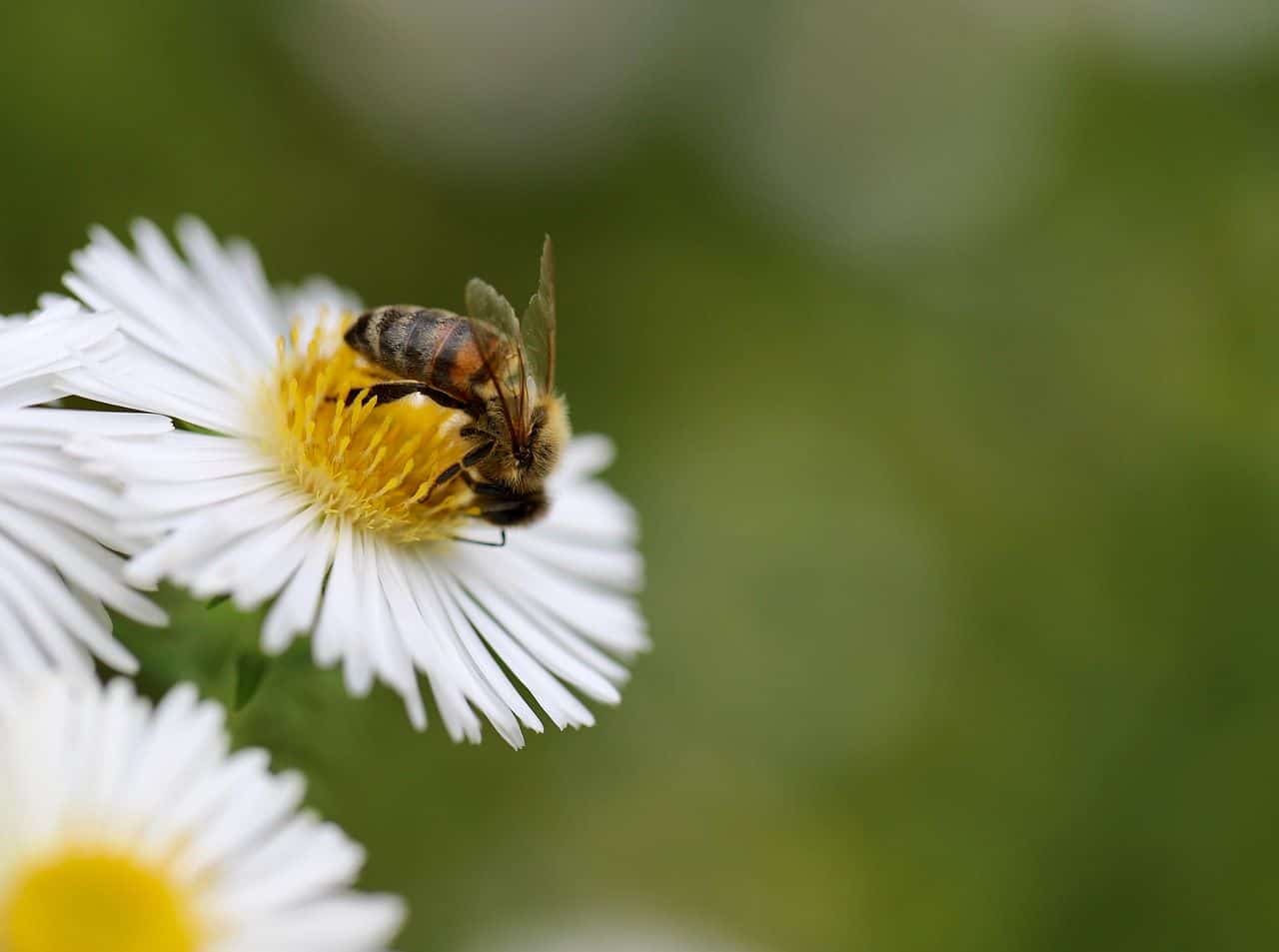 Insectos polinizadores: abeja polinizando flor en primer plano