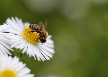 Insectos polinizadores: abeja polinizando flor en primer plano