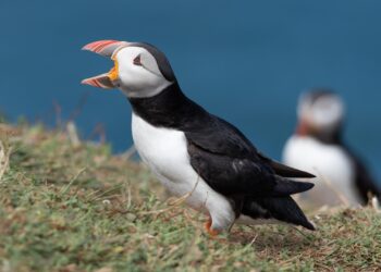 joaquin figueredo ganador fotoaves 2025