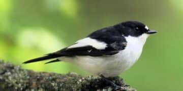 El microbioma intestinal de las aves cambia según el bosque: un estudio revela cómo el hábitat moldea su salud y comportamiento