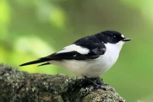 El microbioma intestinal de las aves cambia según el bosque: un estudio revela cómo el hábitat moldea su salud y comportamiento 1 El microbioma intestinal de las aves cambia según el bosque: un estudio revela cómo el hábitat moldea su salud y comportamiento