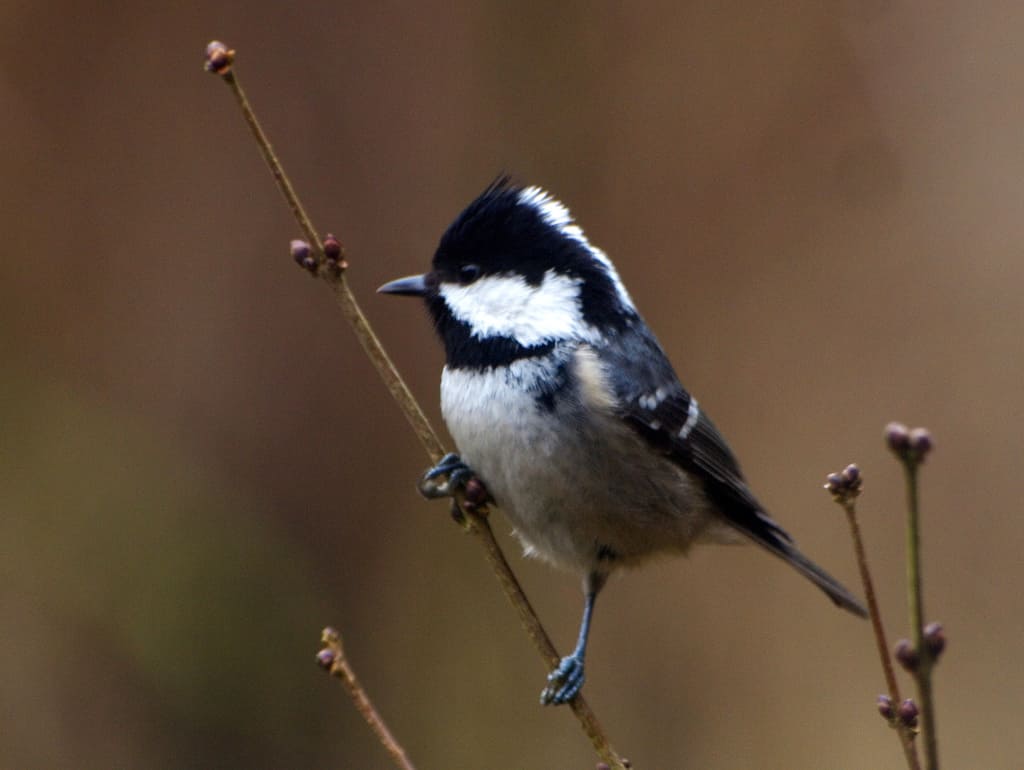 Atlas de aves: Guadarrama lanza su primer gran inventario para proteger especies clave y adaptarse al cambio climático