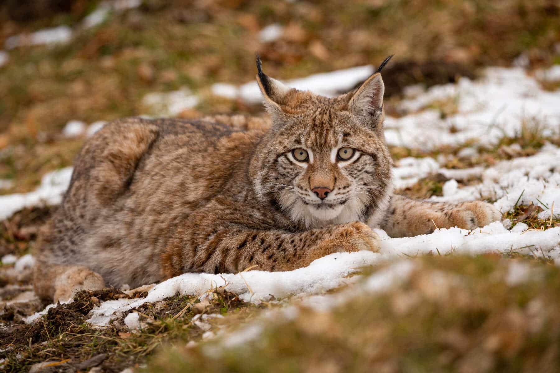 Récord histórico de nacimientos: los centros ibéricos impulsan el futuro del lince ibérico con un éxito sin precedentes
