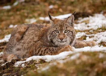 Récord histórico de nacimientos: los centros ibéricos impulsan el futuro del lince ibérico con un éxito sin precedentes