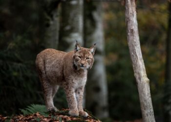 lince ibérico observando en su hábitat